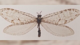 Γιγάντιο έντομο της ιουρασικής περιόδου βρέθηκε σε πολυκατάστημα στις ΗΠΑ
