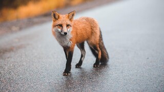 Γαλλία: Τρεις αλεπούδες πέθαναν από τη γρίπη των πτηνών - Ανησυχία για την εξάπλωση του ιού