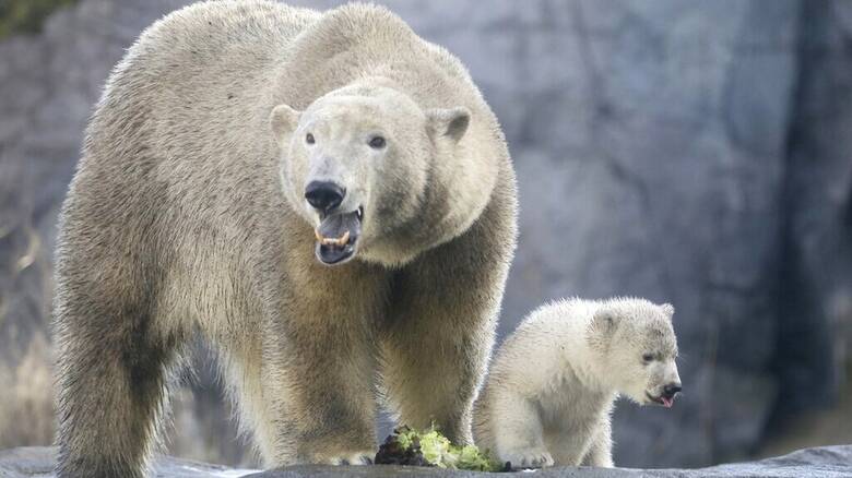 Πολική αρκούδα σκοτώθηκε από ηλεκτροπληξία σε ζωολογικό κήπο της Κοπεγχάγης