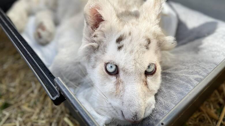 Παρέμβαση Εισαγγελέα για το τιγράκι που βρέθηκε σε κάδο στο Αττικό Πάρκο