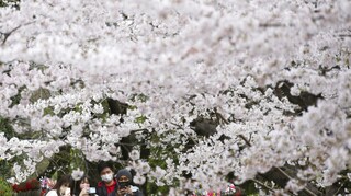 Τόκιο: Νέο ρεκόρ για τις κερασιές - Άνθισαν 10 ημέρες νωρίτερα