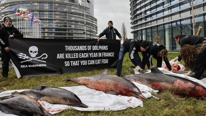 Δελφίνια ξεβράστηκαν νεκρά στις ακτές της Γαλλίας, τα περισσότερα χτυπημένα από αλιευτικά