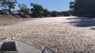Εκατομμύρια νεκρά ψάρια γέμισαν τον ποταμό Ντάρλινγκ στην Αυστραλία