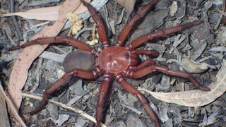 Σπάνιο είδος αράχνης που μοιάζει με ταραντούλα - γίγαντα εντοπίστηκε στο Κουίνσλαντ