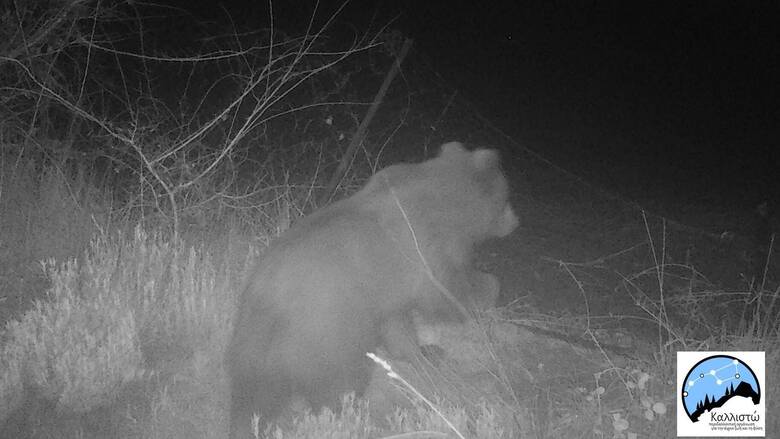 Πεινασμένη αρκούδα έφαγε 40 κιλά μέλι στο όρος Πάικο