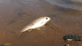 Νεκρά ψάρια στη λίμνη Κερκίνη: Πού αποδίδεται το φαινόμενο