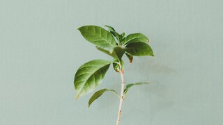 Πώς «επικοινωνούν» τα φυτά όταν στρεσάρονται;