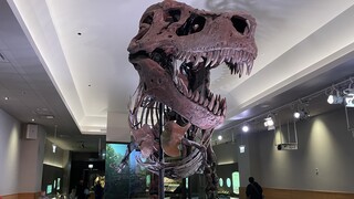 Δεν προεξείχαν τελικά τα κοφτερά δόντια των Τυραννόσαυρων - Πώς έμοιαζαν