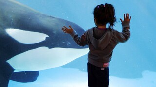 Σε γνώριμα νερά επιστρέφει η επί 50 έτη αιχμάλωτη φάλαινα «Λολίτα»