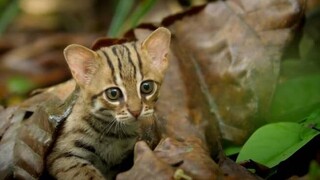 Το νησί που διώχνει τους τουρίστες για να σώσει τις γάτες