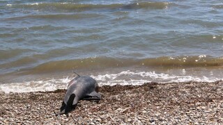 Μυστήριο με δεκάδες δελφίνια που ξεβράζονται στις ακτές της Ιαπωνίας