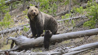 Αρκούδα επιτέθηκε και σκότωσε 26χρονο που έκανε τζόκινγκ σε δάσος του Τρεντίνο