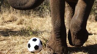 Ελέφαντας παίζει μπάλα και «τρελαίνει» ντόπιους και τουρίστες στην Ινδία