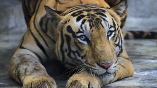 Ινδία: Ο απειλούμενος πληθυσμός τίγρεων ανακάμπτει θριαμβευτικά