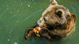 Μετεγκατάσταση των αρκούδων του Τρεντίνο έπειτα από επίθεση σε 26χρονο, εξετάζει η Ιταλία