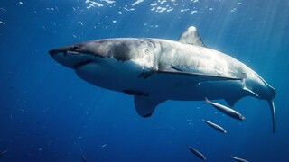 Η στιγμή που καρχαρίας δαγκώνει κολυμβήτρια στις Μαλδίβες - Συγκλονιστικά πλάνα