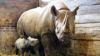 Eπισκέπτης σε ζωολογικό κήπο της Νέας Ζηλανδίας έκανε μπάνιο σε κλουβί ρινόκερου