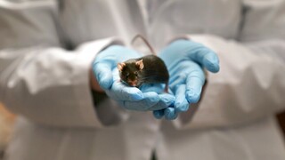 Επιστήμονες ανακάλυψαν φάρμακο που «νίκησε» τον καρκίνο εγκεφάλου σε ποντίκια