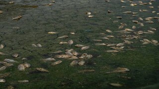 Συναγερμός στη Θεσσαλία: Πλήθος νεκρών ψαριών στην λίμνη Κάρλα
