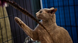 Βύρωνας: Ταυτοποιήθηκε ο 27χρονος που έβαζε το πιτ μπουλ του να σκοτώνει γάτες
