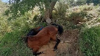 Οργή προκαλούν οι εικόνες ενός παστουρωμένου αλόγου: Βρέθηκε εξαντλημένο σε μια πλαγιά στην Τζια