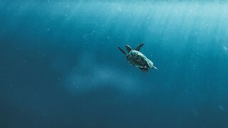 Νεκρή και μαχαιρωμένη εντοπίστηκε θαλάσσια χελώνα στη Νάξο