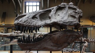 Νέα μελέτη για τους φυτοφάγους δεινοσαύρους: Ήταν τα μεγαλύτερα πλάσματα στη Γη