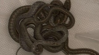 «Βγαίνουν φίδια από παντού»: Πώς το σπίτι των ονείρων μιας γυναίκας μετατράπηκε σε εφιάλτη