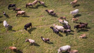 Θανατηφόρα νόσος πλήττει βοοειδή στην Ευρώπη: Η κλιματική αλλαγή ευνοεί σκνίπες - φορείς