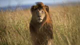 Βοσκοί σκότωσαν το γηραιότερο και πιο εμβληματικό λιοντάρι της Κένυας