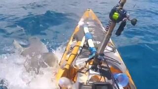 Βίντεο από την τρομακτική επίθεση καρχαρία σε ψαρά στη Χαβάη