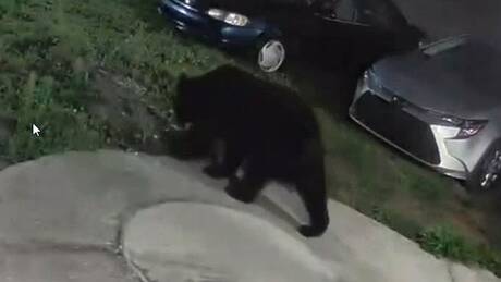 Μαύρη αρκούδα… βολτάρει σε γειτονιές της Φλόριντα