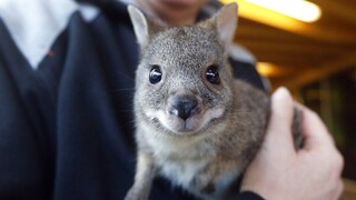Αυστραλία: Επιστρέφουν μετά από 100 χρόνια εξαφάνισης τα πιο μικρά καγκουρό
