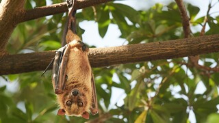 Guardian: Και όμως... οι νυχτερίδες μπορεί να μας σώσουν στην επόμενη πανδημία