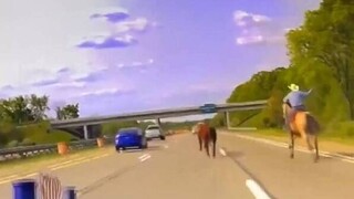 Καταδίωξη σε αυτοκινητόδρομο των ΗΠΑ: Καουμπόι επιχειρεί να πιάσει με το λάσο αγελάδα