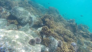 Επιδημία σκοτώνει τους αχινούς στην Ερυθρά Θάλασσα βάζοντας σε κίνδυνο τα κοράλλια