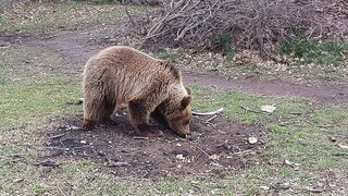 Θεσσαλονίκη: Αρκούδα εμφανίστηκε στον Δήμο Χορτιάτη και αναστάτωσε τους κατοίκους