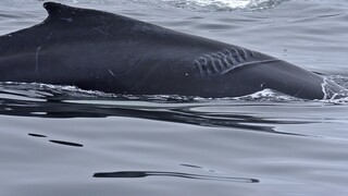 Επίθεση από όρκες φάλαινες δέχθηκε ιστιοφόρο στην Ισπανία