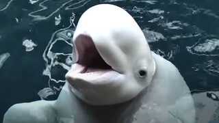 «Χβάλντιμιρ»: Εντοπίστηκε η φάλαινα «κατάσκοπος των Ρώσων»