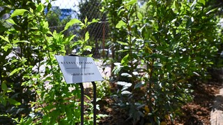 Νέα όψη για την πλατεία «Σοφία Βέμπο» στους Αμπελόκηπους - Ενισχύθηκε με 1.120 νέα φυτά