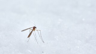 ΕΟΔΥ: Πώς θα προστατευτείτε από τα κουνούπια και τον ιό του Δυτικού Νείλου