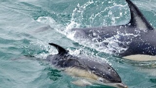 Kαταγγελία από ΜΚΟ «Αρχιπέλαγος»: Τουρκικά αλιευτικά θανατώνουν δελφίνια στο Αιγαίο