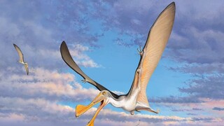 Ο πτερόσαυρος πετούσε στους ουρανούς της Αυστραλίας πριν από 107 εκατομμύρια χρόνια