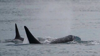 Ζευγάρι έκανε sup όταν εμφανίστηκε δίπλα τους μία φάλαινα - Εντυπωσιακή η αντίδρασή τους