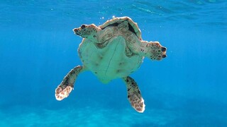 Επιτυχής διάσωση θαλάσσιας χελώνας που εντοπίστηκε στον Θερμαϊκό