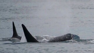 Βίντεο ντοκουμέντο: Η στιγμή που φάλαινες - δολοφόνοι διαλύουν ιστιοπλοϊκό