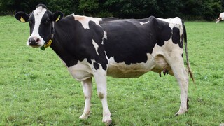 Απίστευτο και όμως αληθινό: Αεροδιακομιδή αγελάδας που έσπασε το πόδι της στην Ελβετία