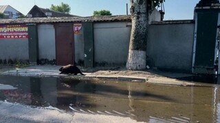 Σώζοντας τα ζώα στην πλημμυρισμένη Χερσώνα: Συγκλονιστικές εικόνες
