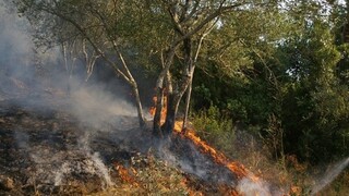 WWF: Εκπαιδευτικά βίντεο για την πρόληψη των δασικών πυρκαγιών στα σχολεία
