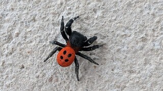 Μια σπάνια αράχνη- πασχαλίτσα εντοπίστηκε στη Θεσπρωτία